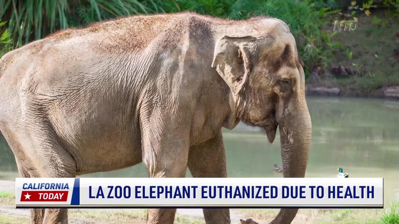 Los Angeles Zoo Elephant Euthanized Due to Declining Health