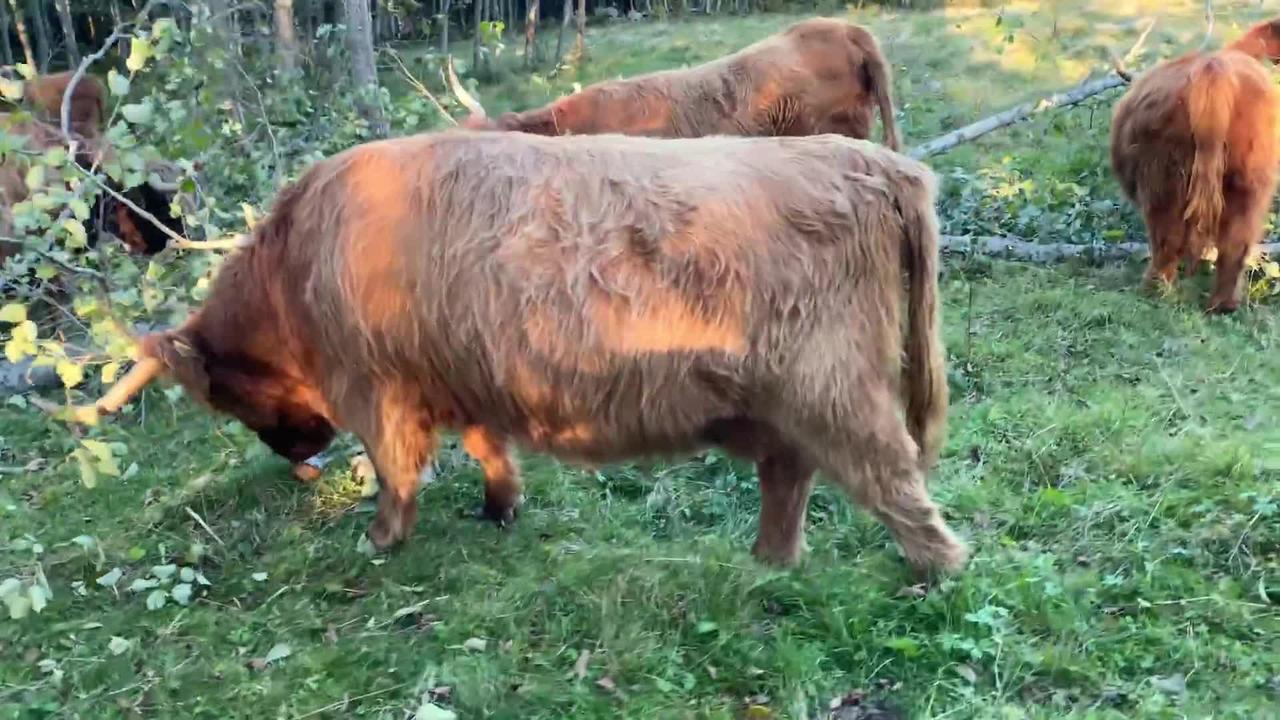 Highland Cattle Cows came to eat alder tree One News Page VIDEO