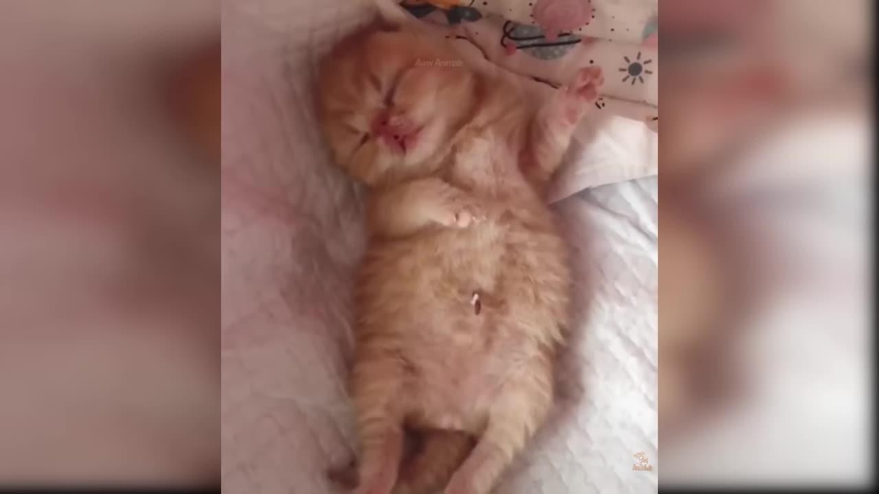 Baby Cats - Cute and Funny Cat Videos Compilation #60