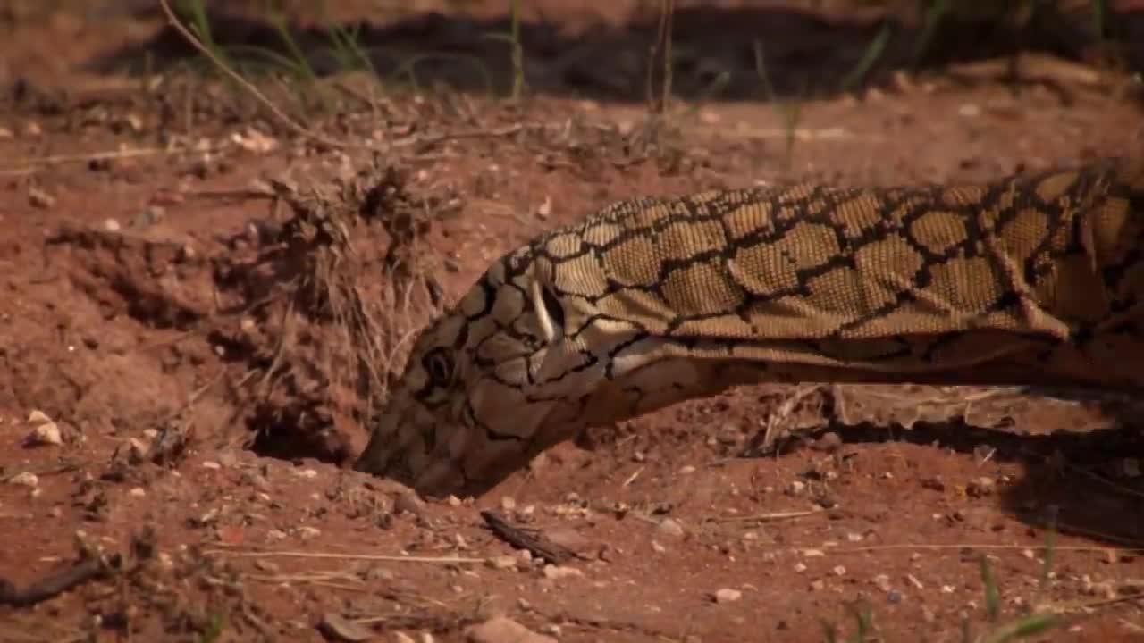 The most venomous snakes in the world are afraid One News Page VIDEO
