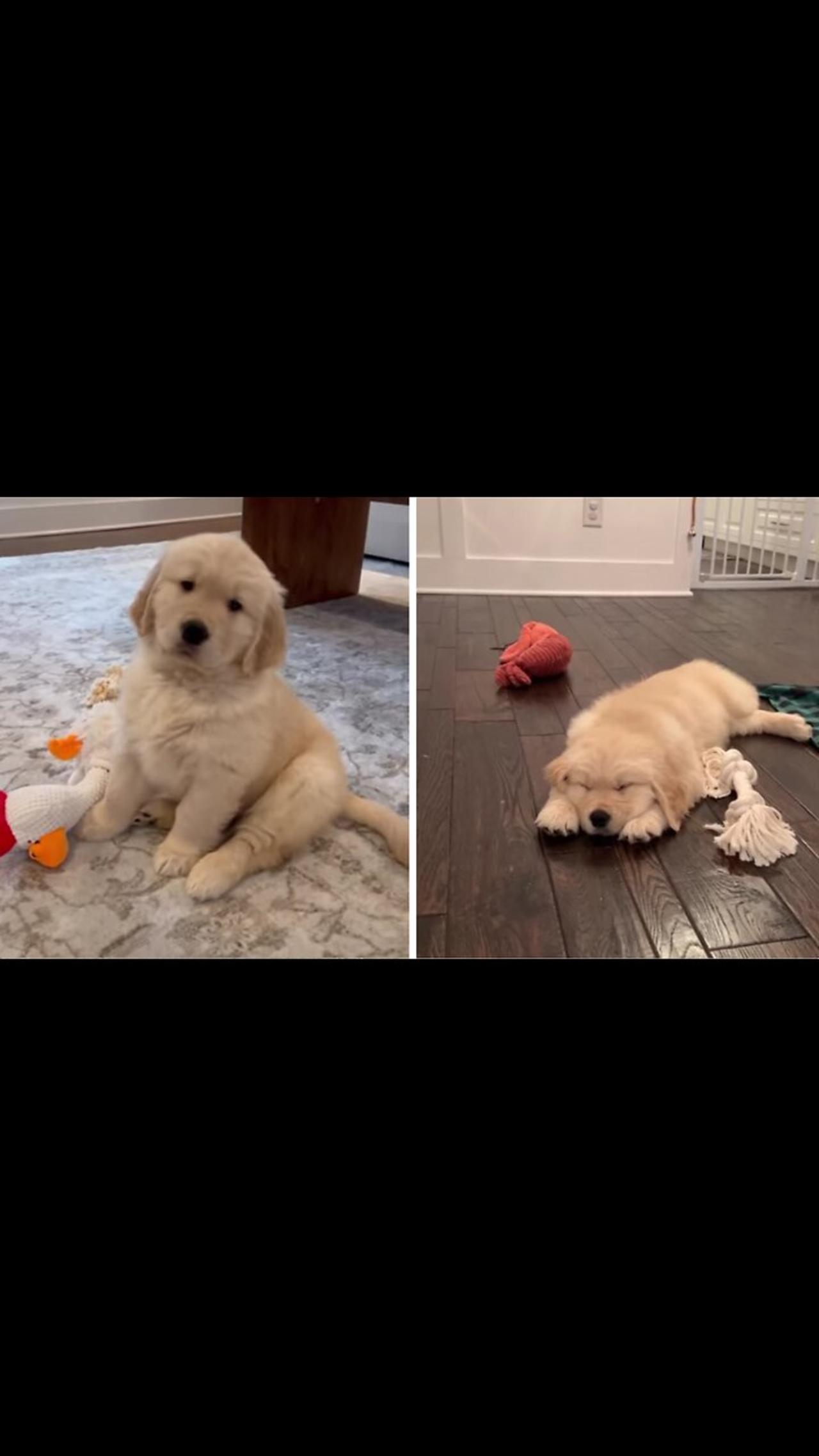 Puppy golden retriever takes his first nap at home!