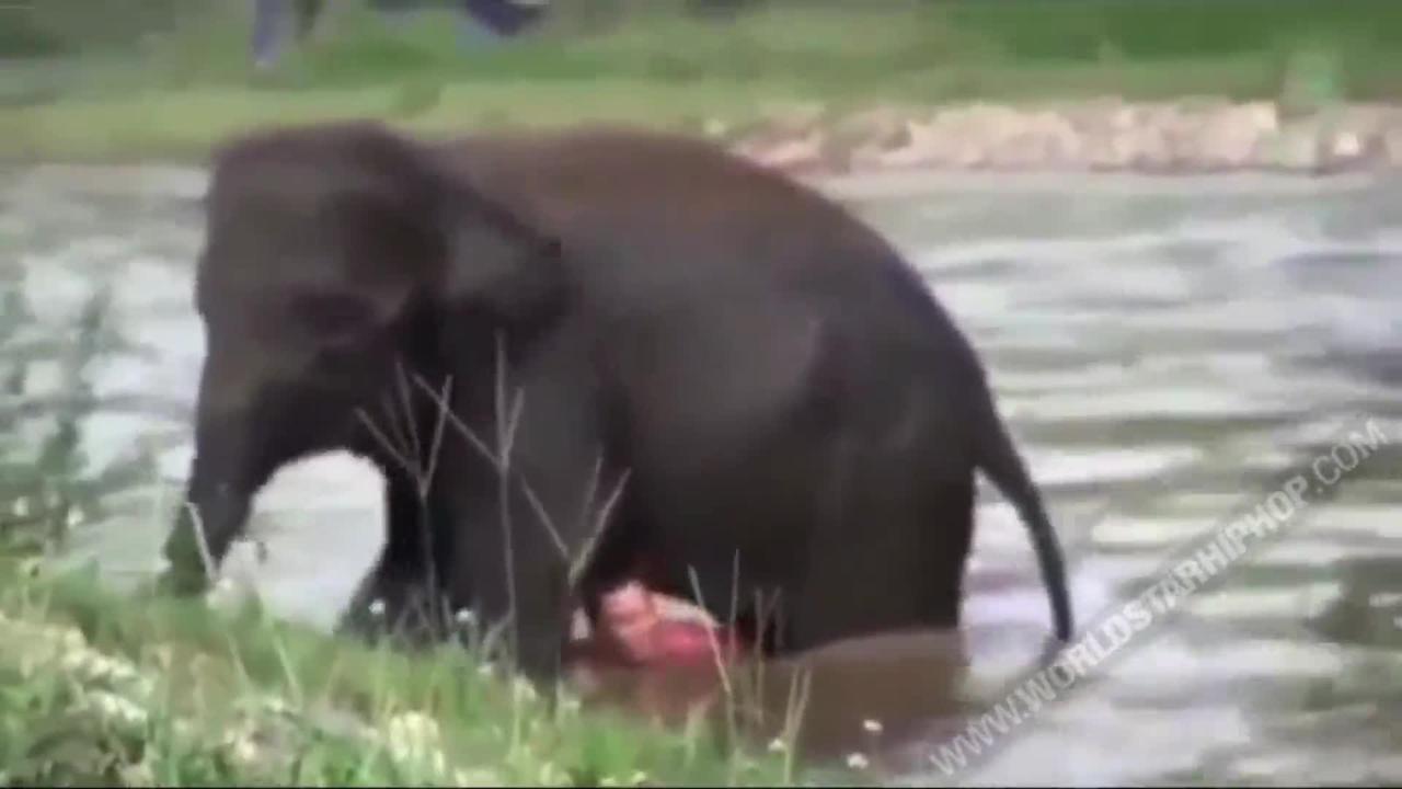Guy Pretending He Couldn't Swim While Floating Down A River Gets Saved By A Young Elephant!