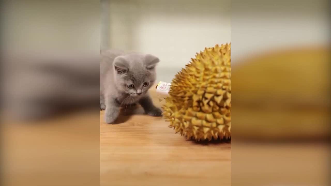 The cat that's tryin' to bury the durian