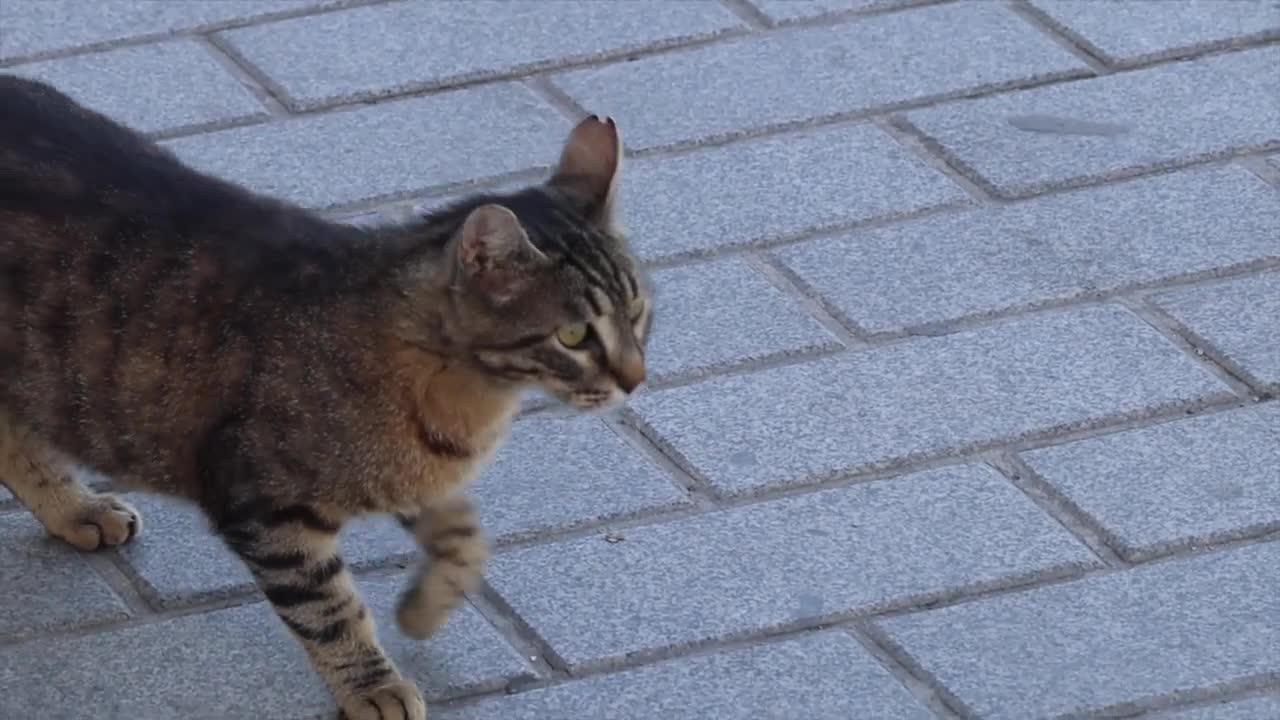 Notice the many cute street cats in Istanbul roaming the streets everywhere