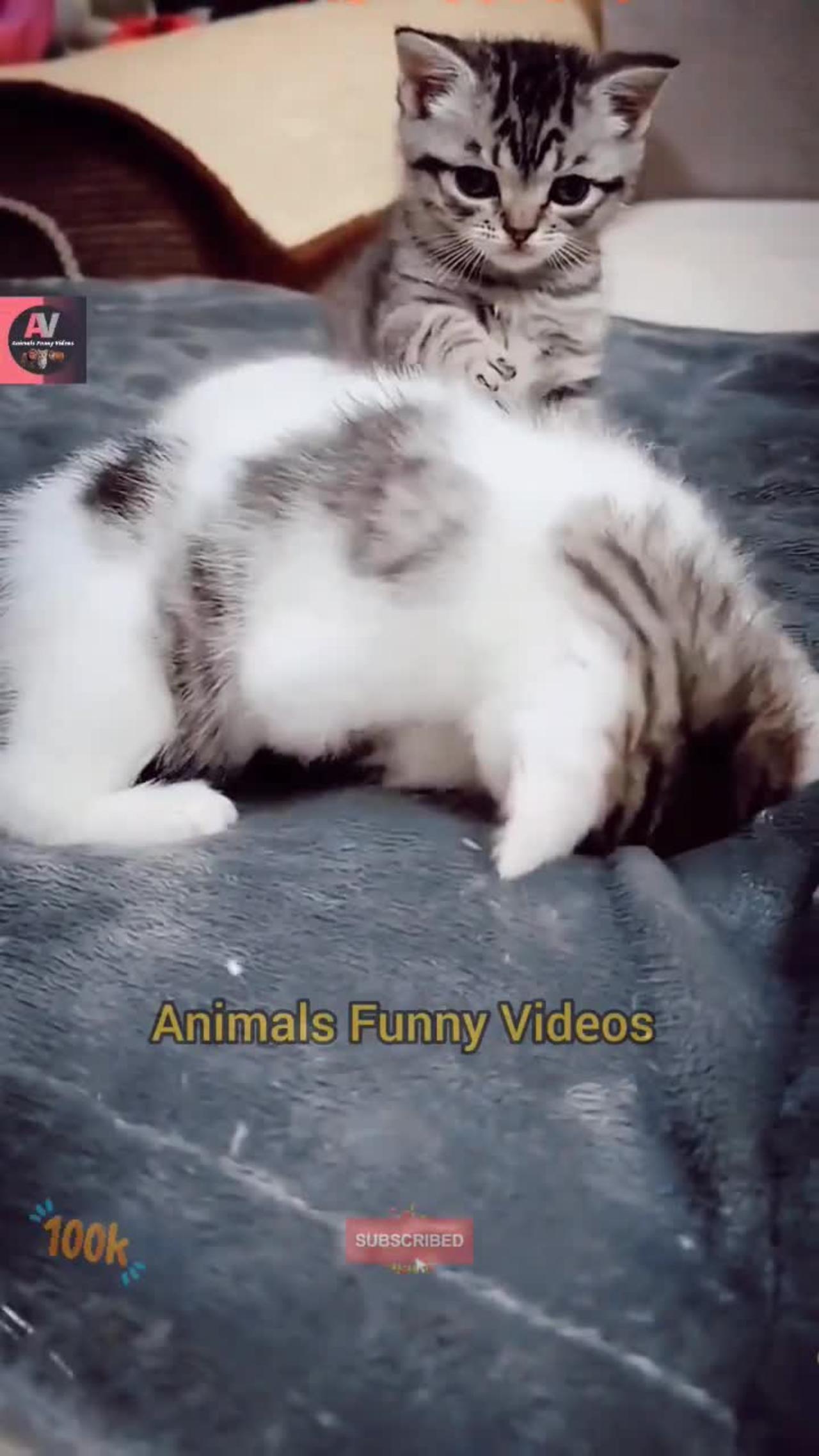 Baby Cats - Cute And Funny Cat Compilation  Cat fighting Videos  Animals Funny Videos #shorts #cat