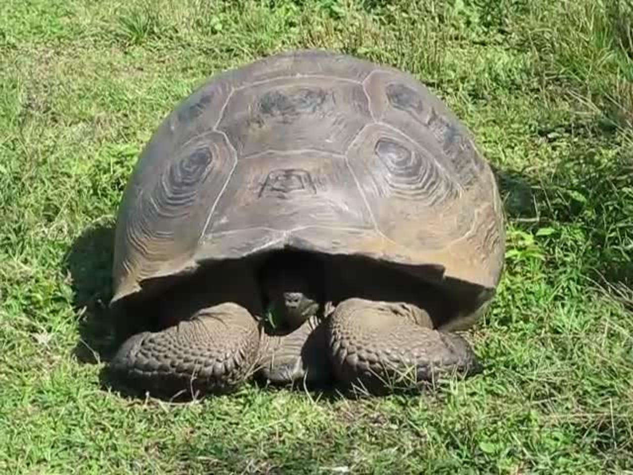 Giant Galapagos Tortoise hides in his shell as he nears tourists. (Isla Santa Cruz, Galapagos)