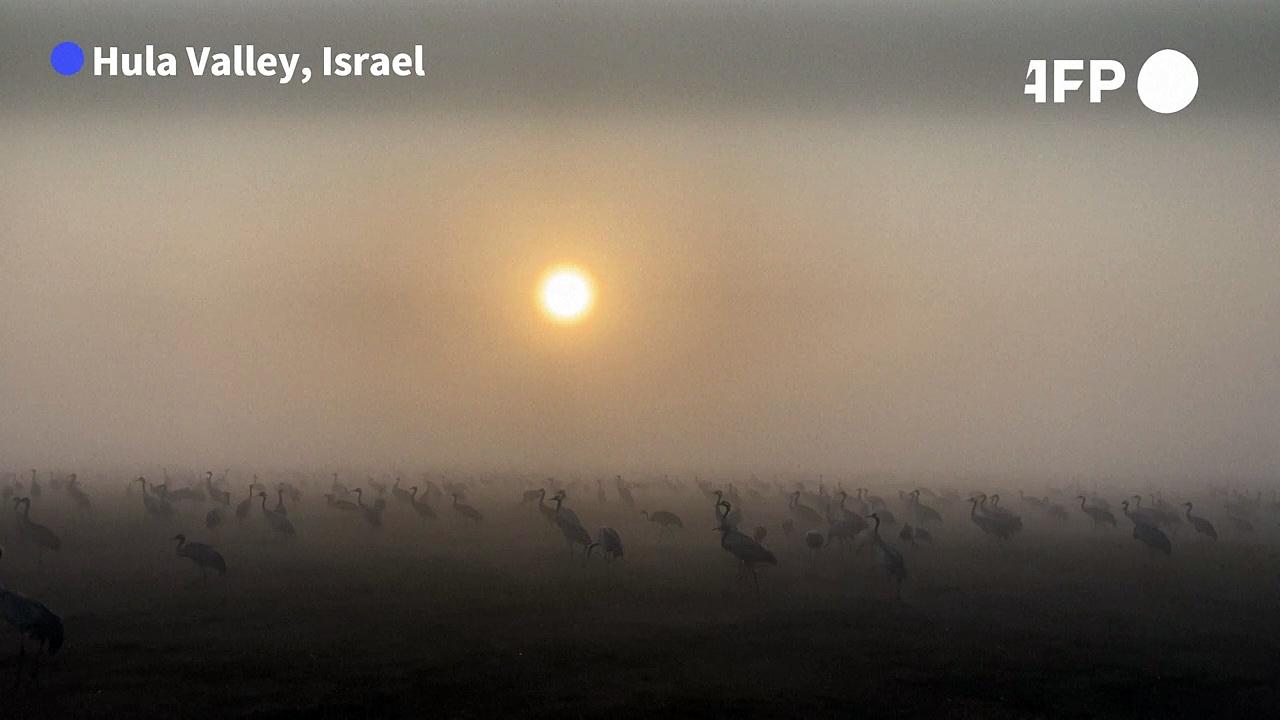 Thousands of cranes rest along Israel's Agamon Hula Lake