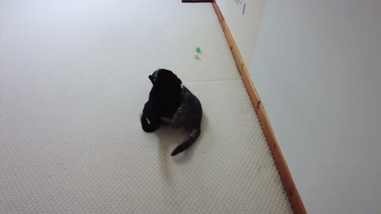 Cat Bites Other Cats Butt Then Pounces On Him One News Page VIDEO