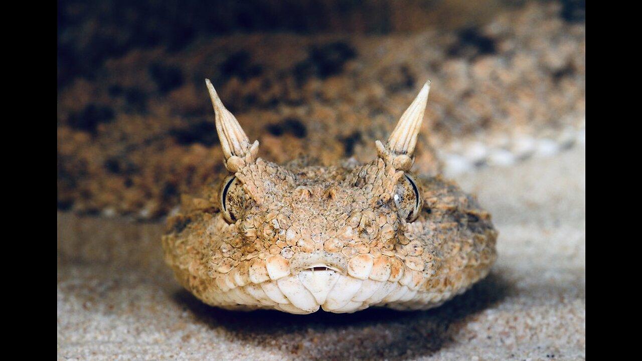 5 Fun Facts About The Desert Horned Viper One News Page VIDEO