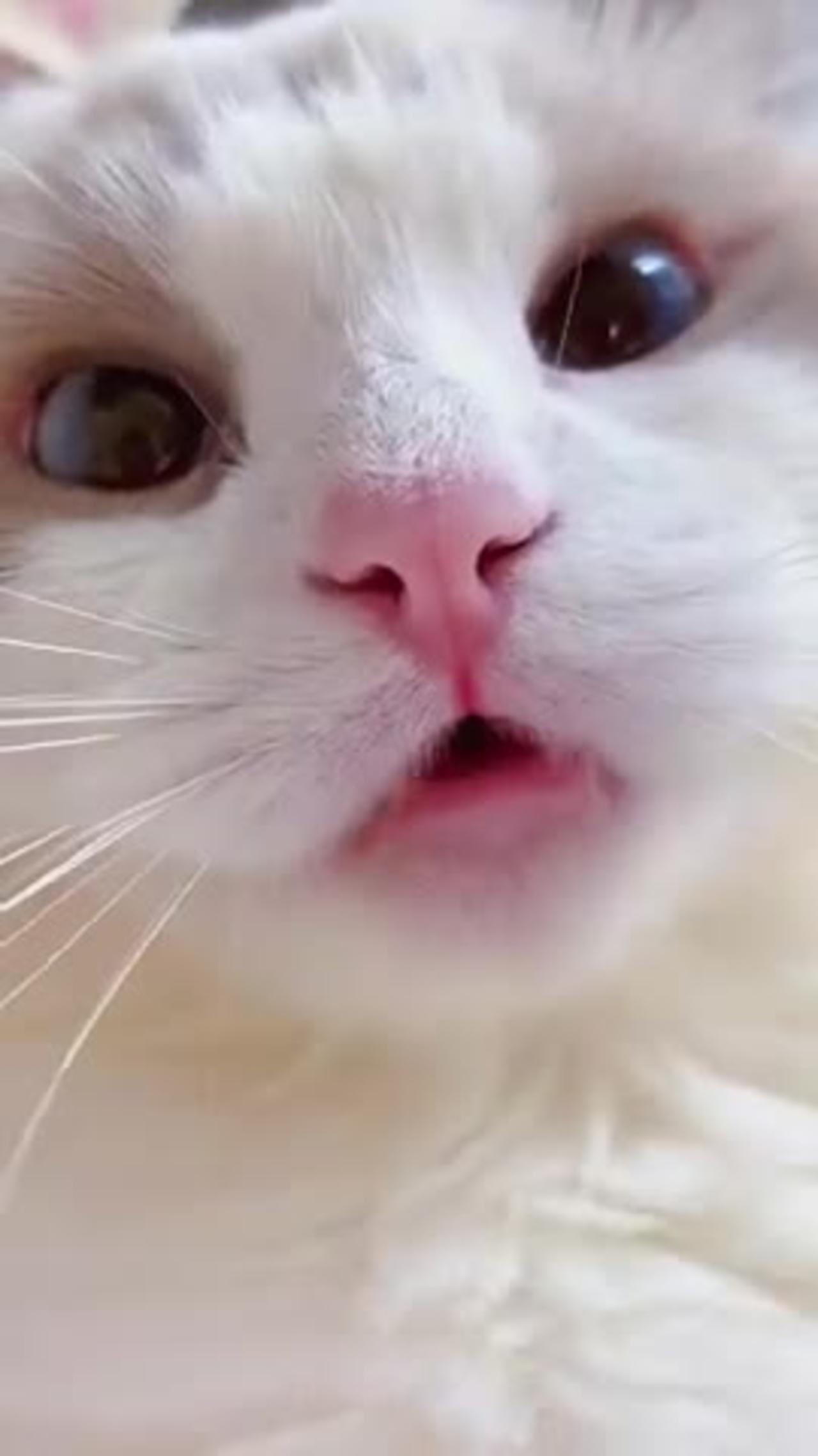 #shorts cat meme & kitten (tik tok video]💘 - funny cats meow baby cute compilation [cat-cash home)