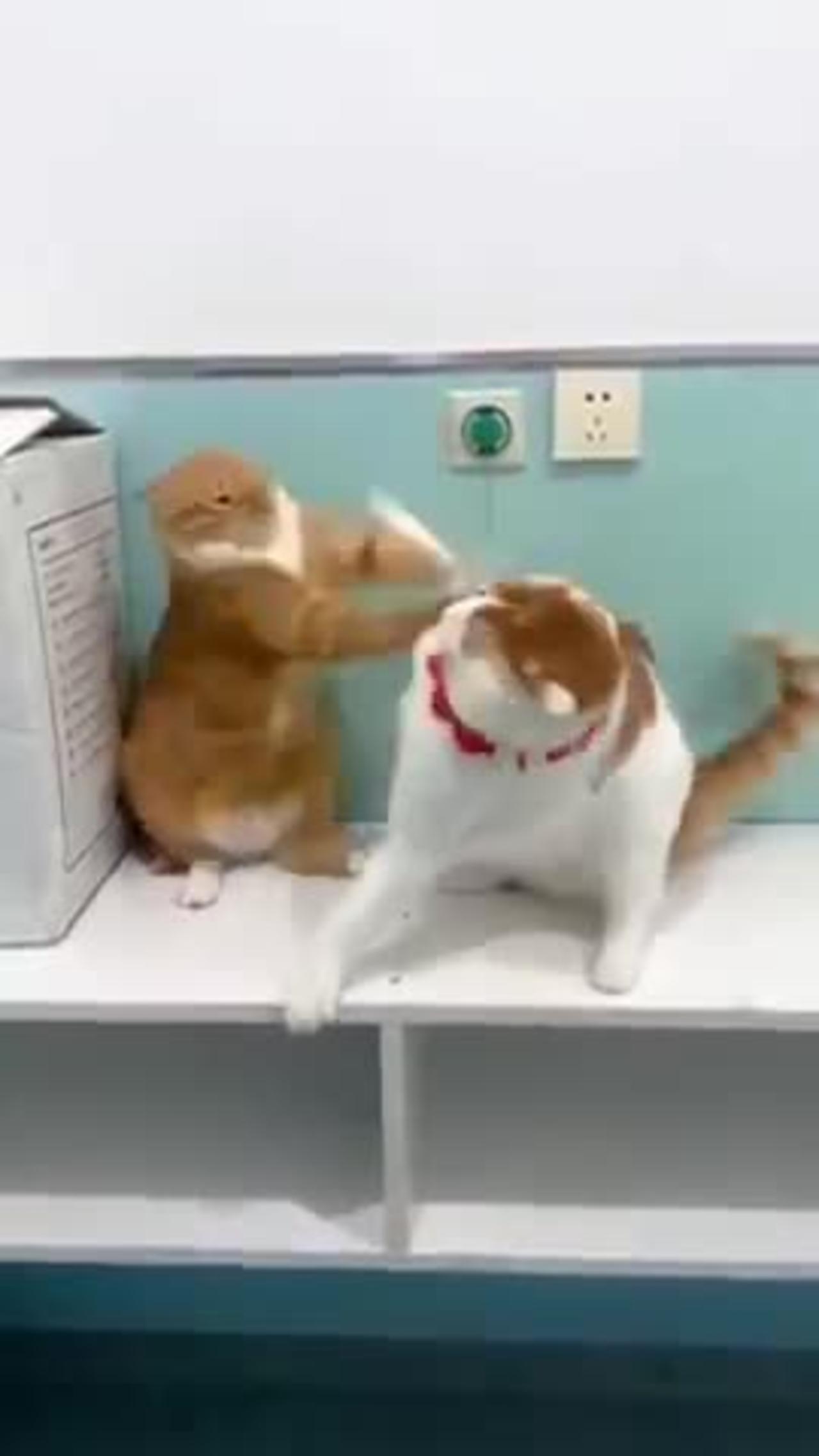 Fighters cats One News Page VIDEO