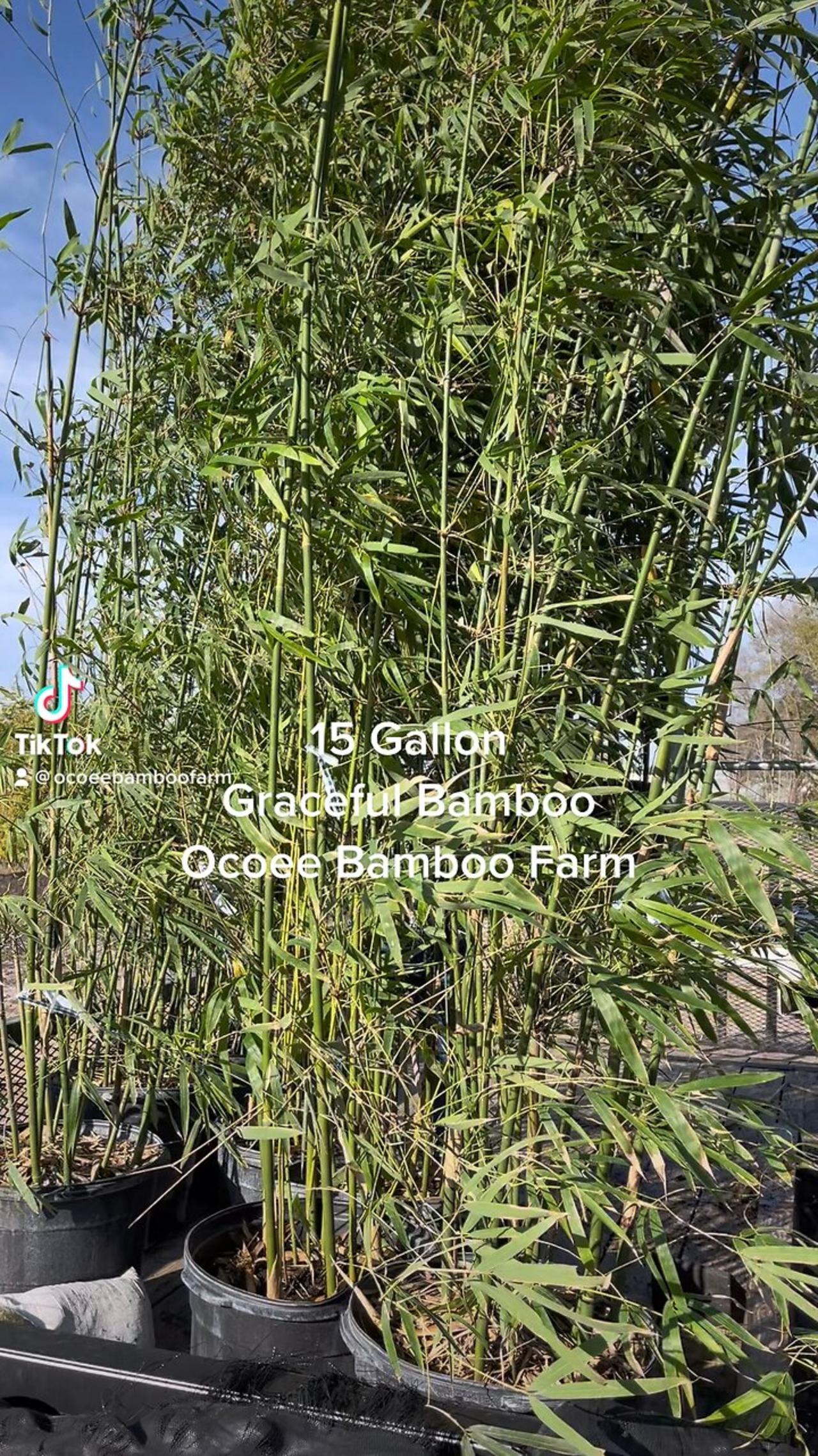 15 Gallon Graceful Bamboo 407-777-4807 Florida