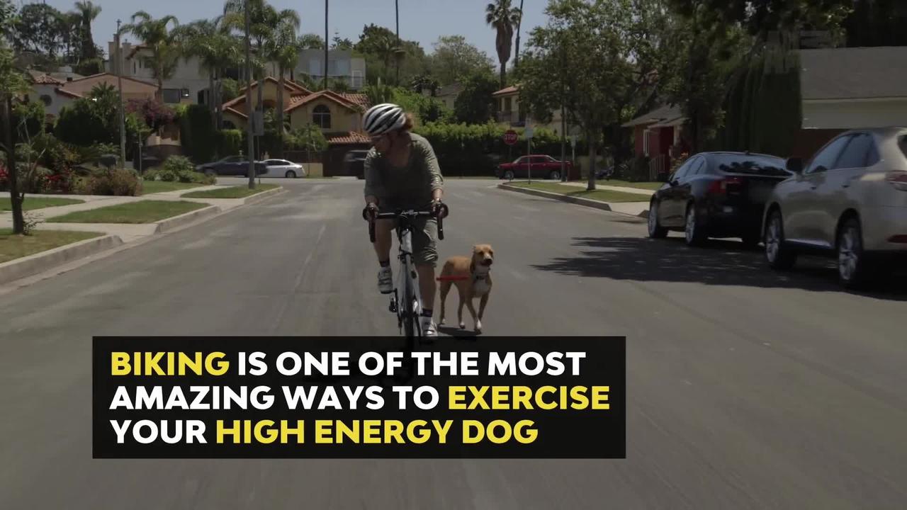 How To Ride A Bike With Your Dog One News Page VIDEO