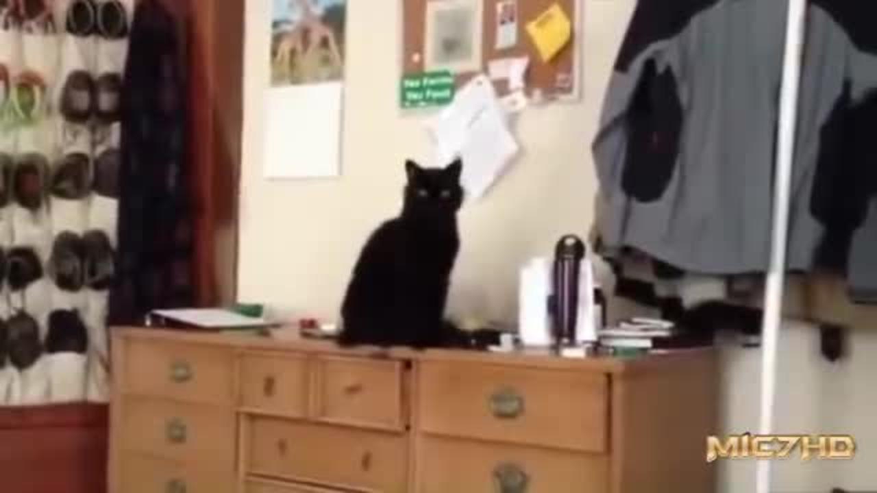 Epic Funny Cats 3 Minutes One News Page VIDEO