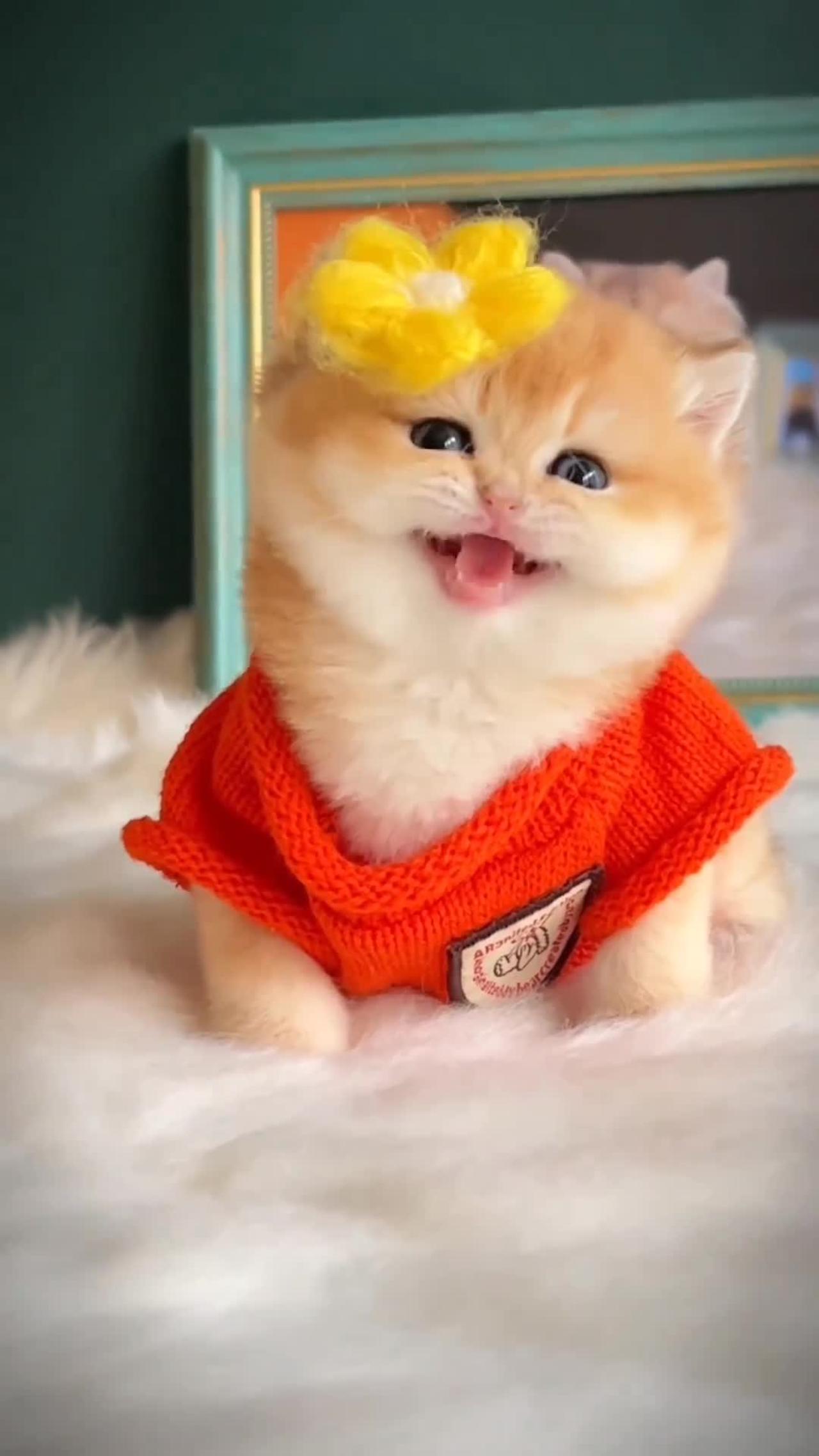 Funny Cute Cat Laughing