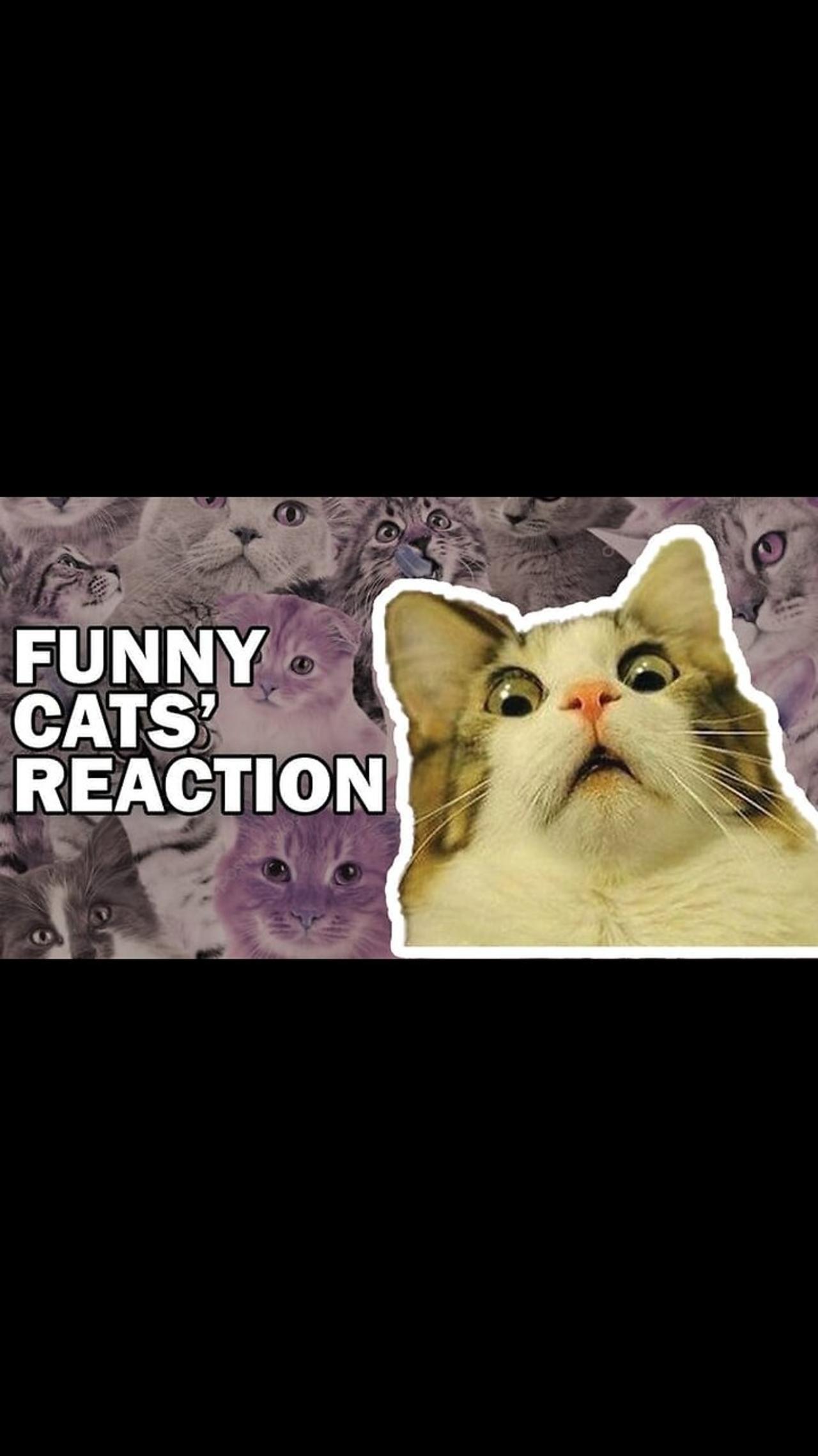 Cats reaction for living 🤣