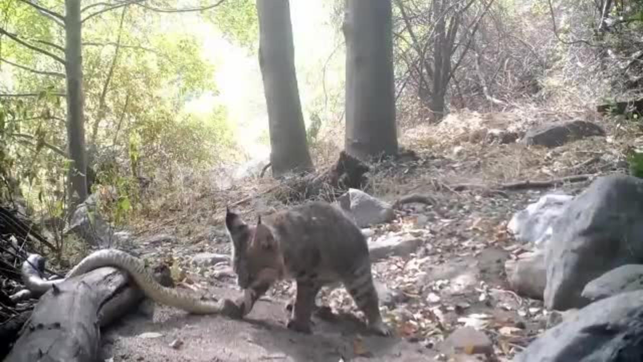 A very climactic showdown between a bobcat and a rattlesnake.