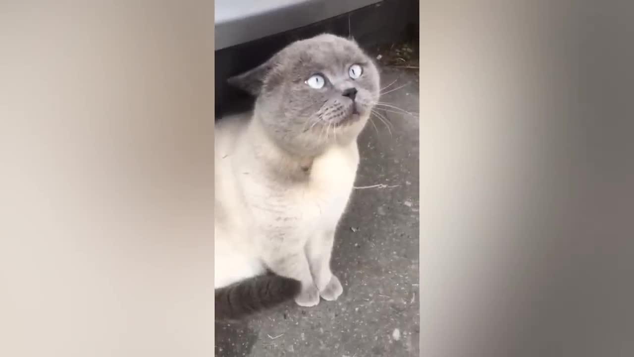 Cute funny cat videos