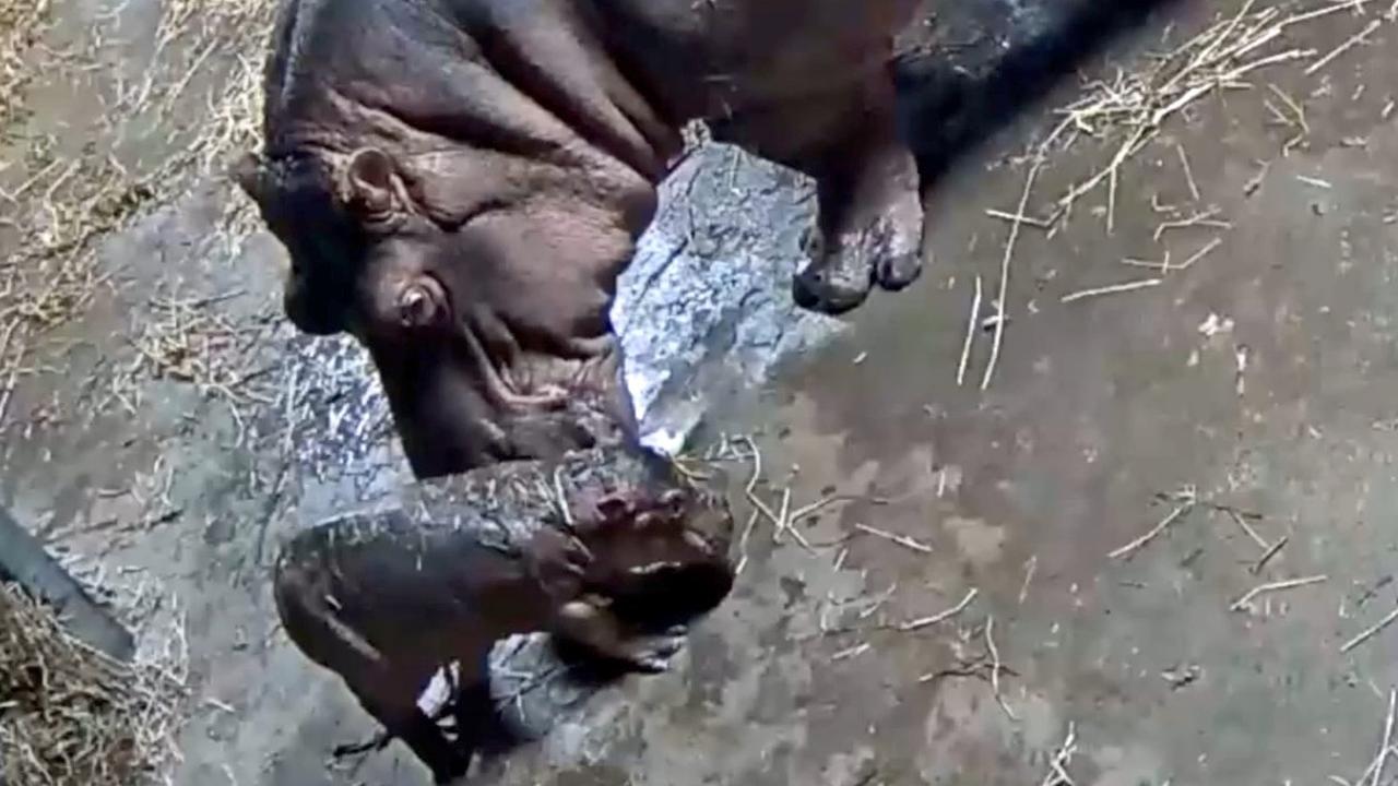 This Baby Hippo That Has Become a Social Media Star Just Became a Big Sister