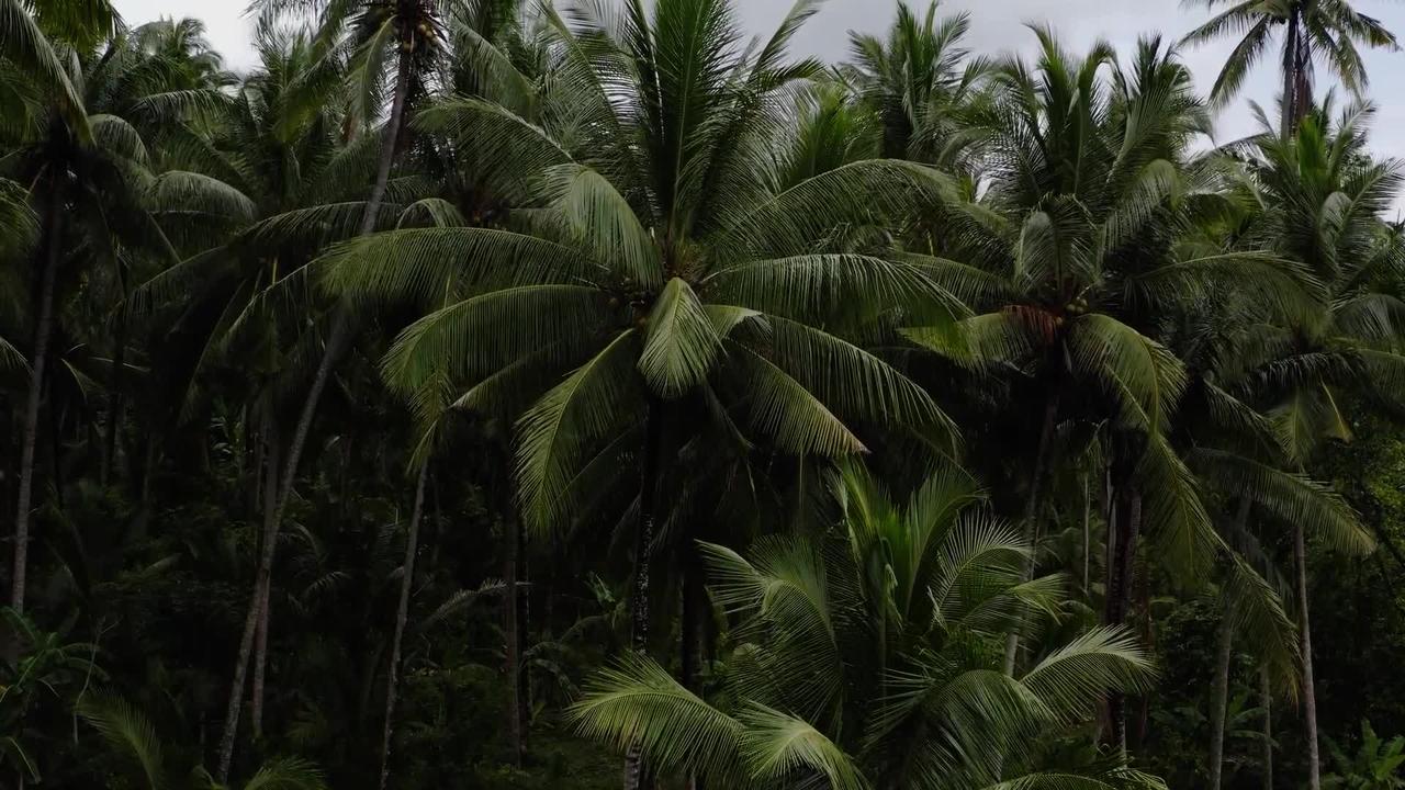 Drone Footage of a Coconut Forest  Bali, Indonesia