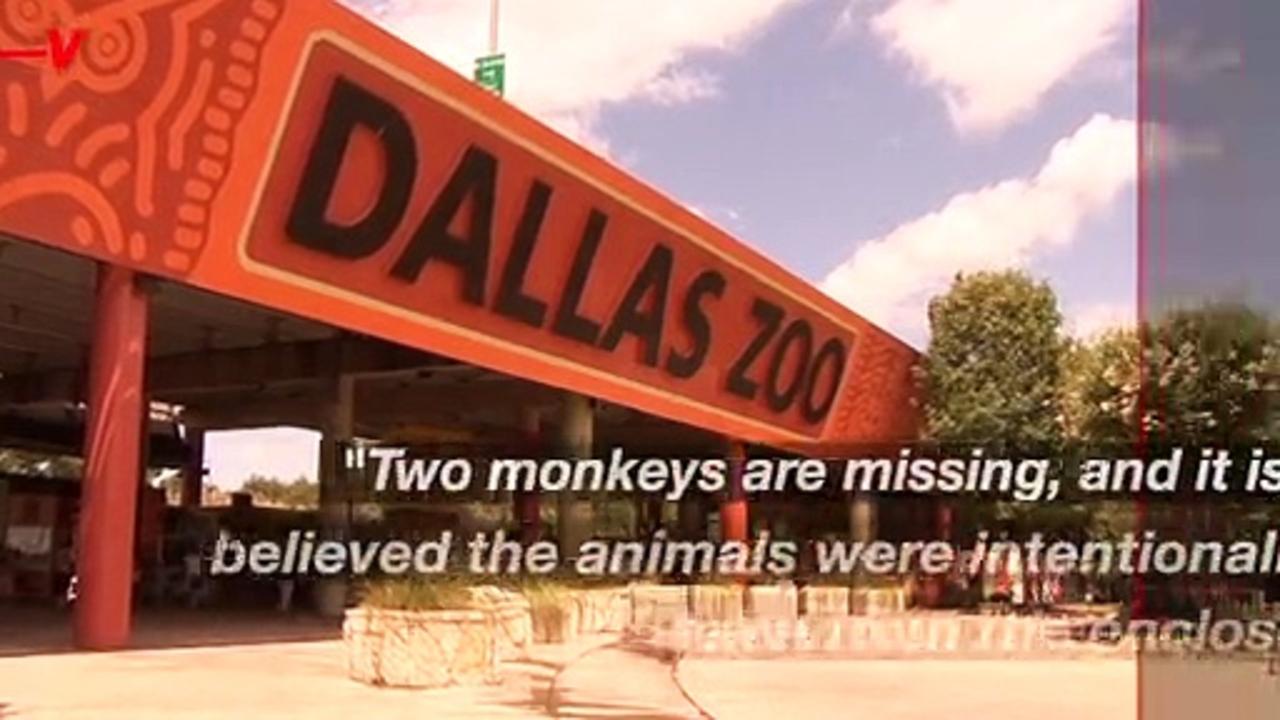 ‘Unusual’ Zoo Activity Sparks Monkey’s ‘Suspicious’ Disappearance