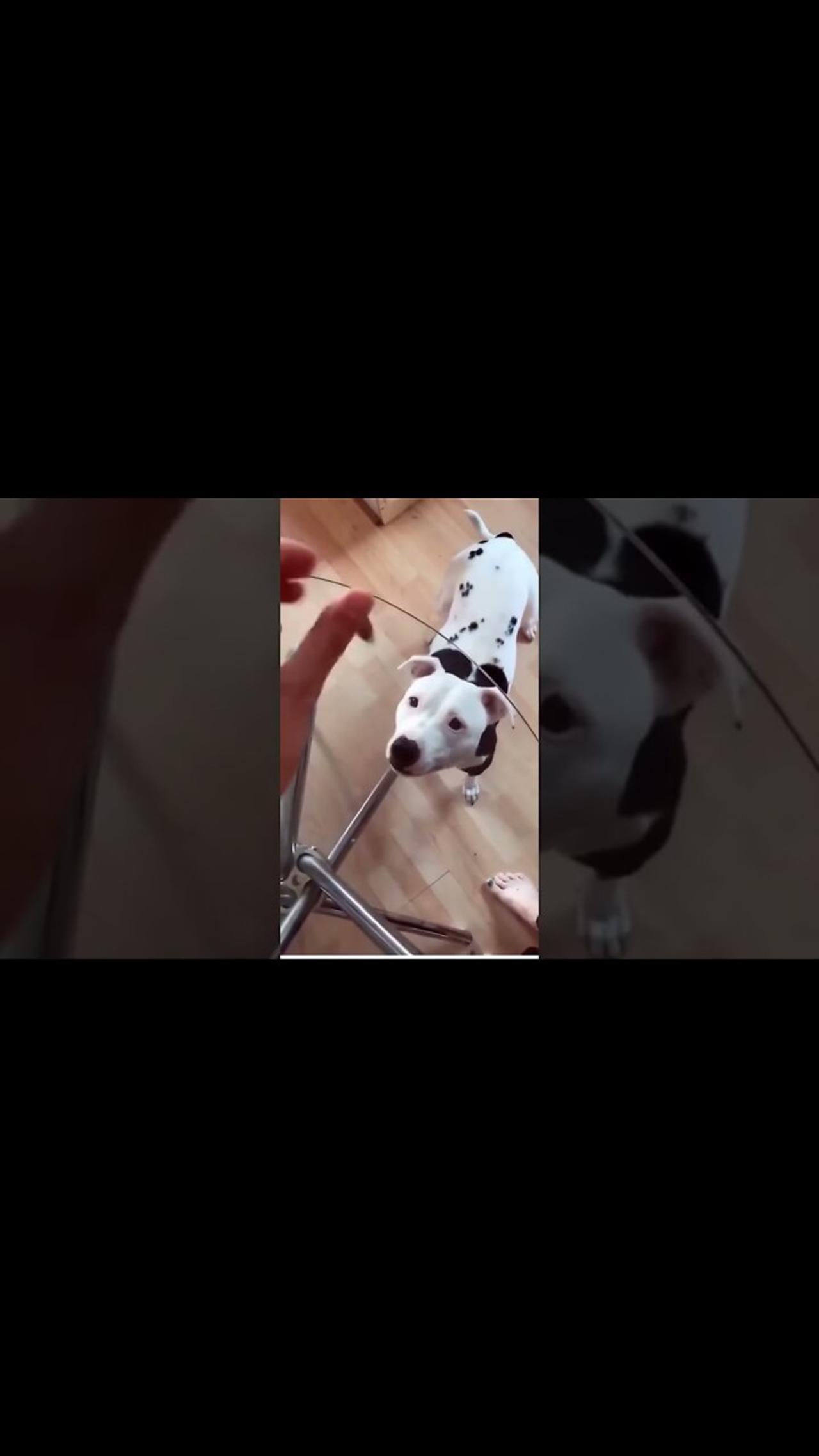 Funny Animals Cheese Challenge : Dalmatian Dog