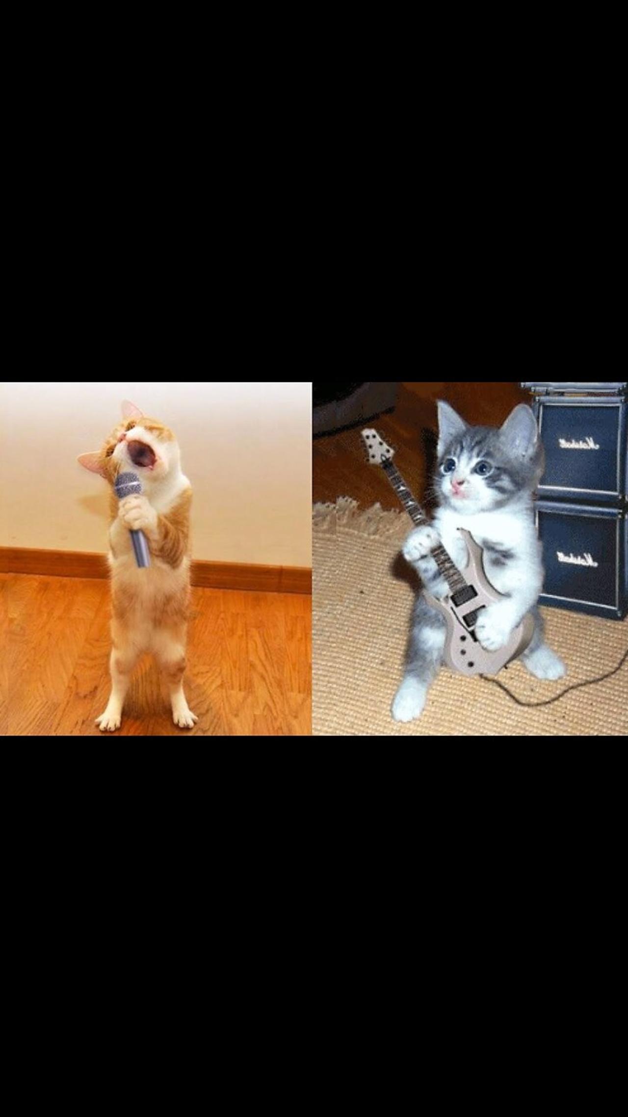 Aww cute cat videos funny 2023 🐱#shorts💘 Kitten & Cat Cash Compilation