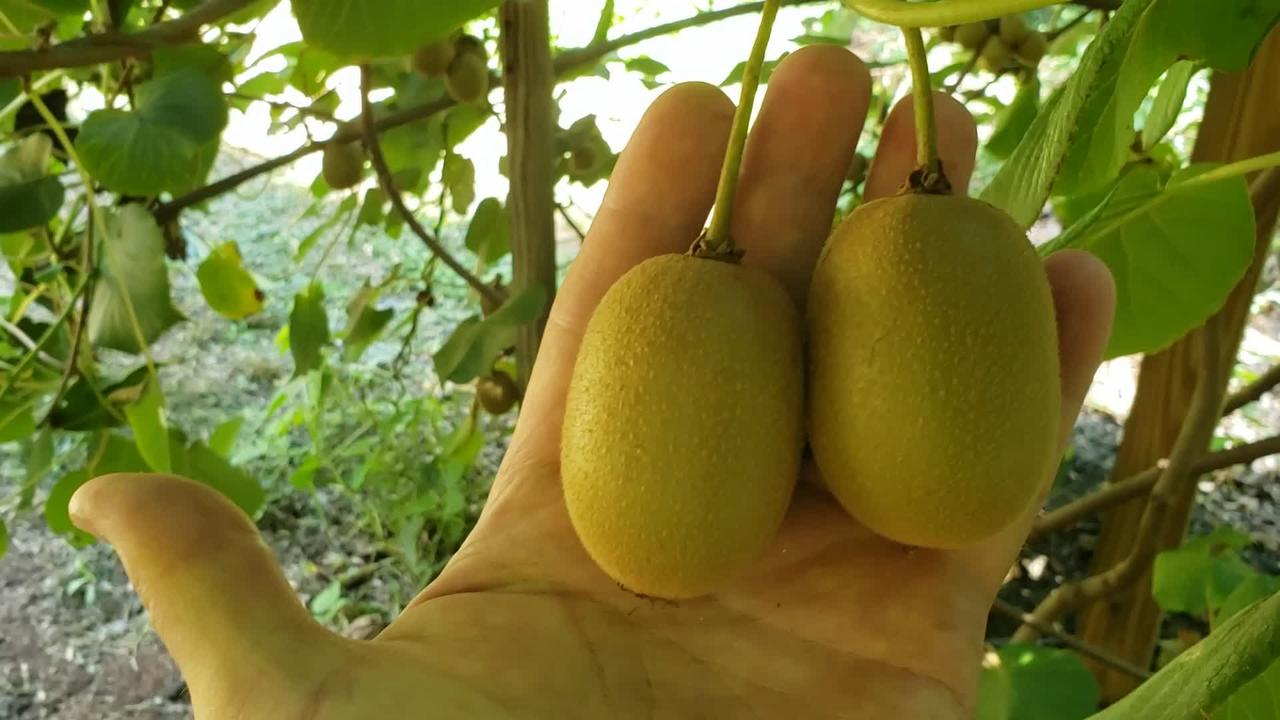Kiwifruit Update - July 16 2022 - Grown from seed.