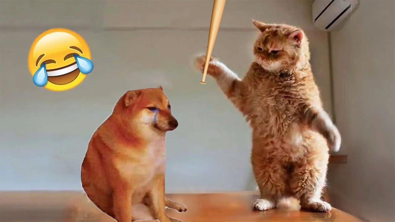 Funniest Animals 2023 😂 Funniest Cats and Dogs 😺🐶part5