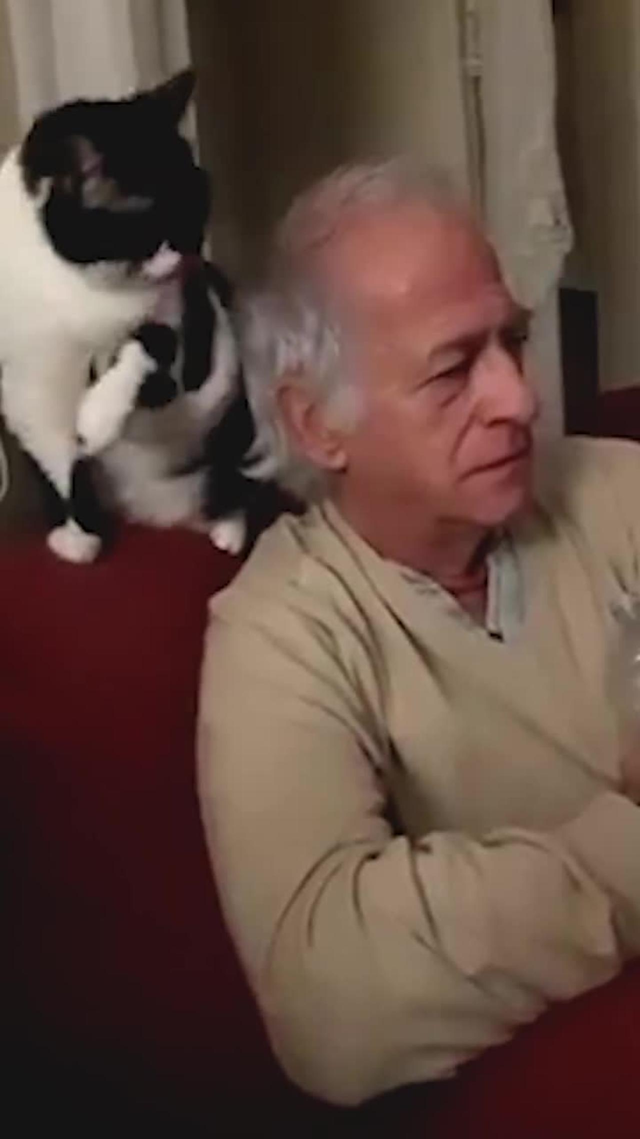 Hilarious Cat Pranks Pet Parent By Licking Head! #Shorts #Cats #Funny