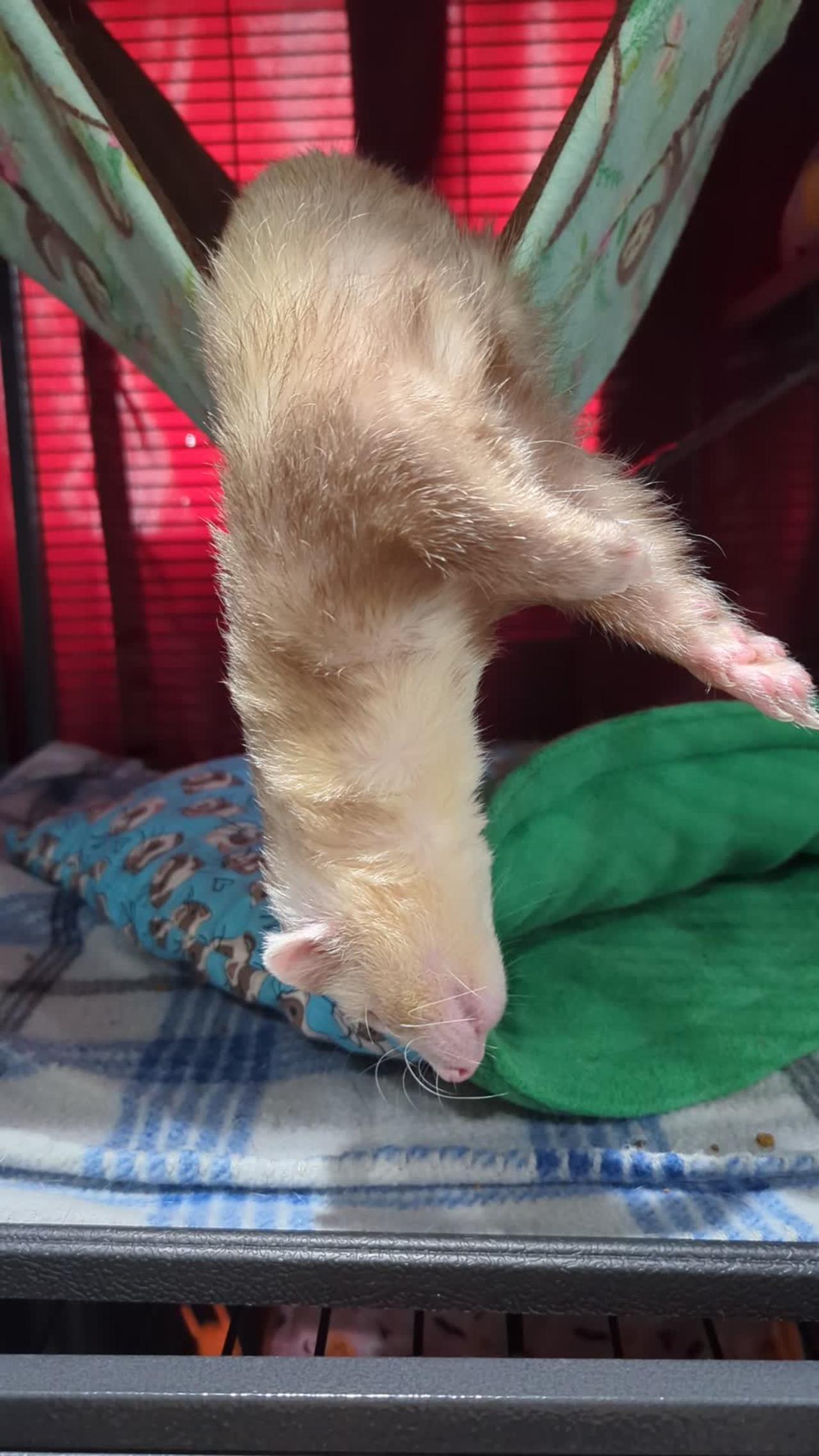 Ferret Hangs Out of Hammock in a Deep Sleep