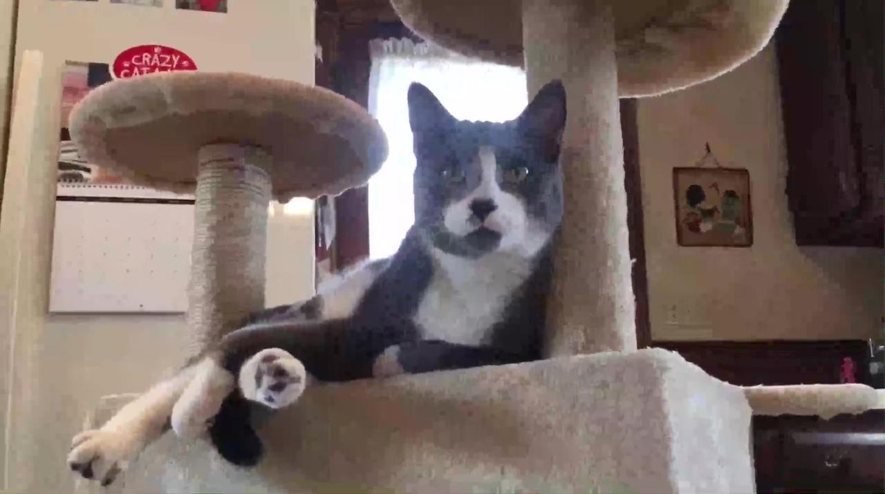 FUNNY CATS PLAYING TOGETHER ON CAT TOWER