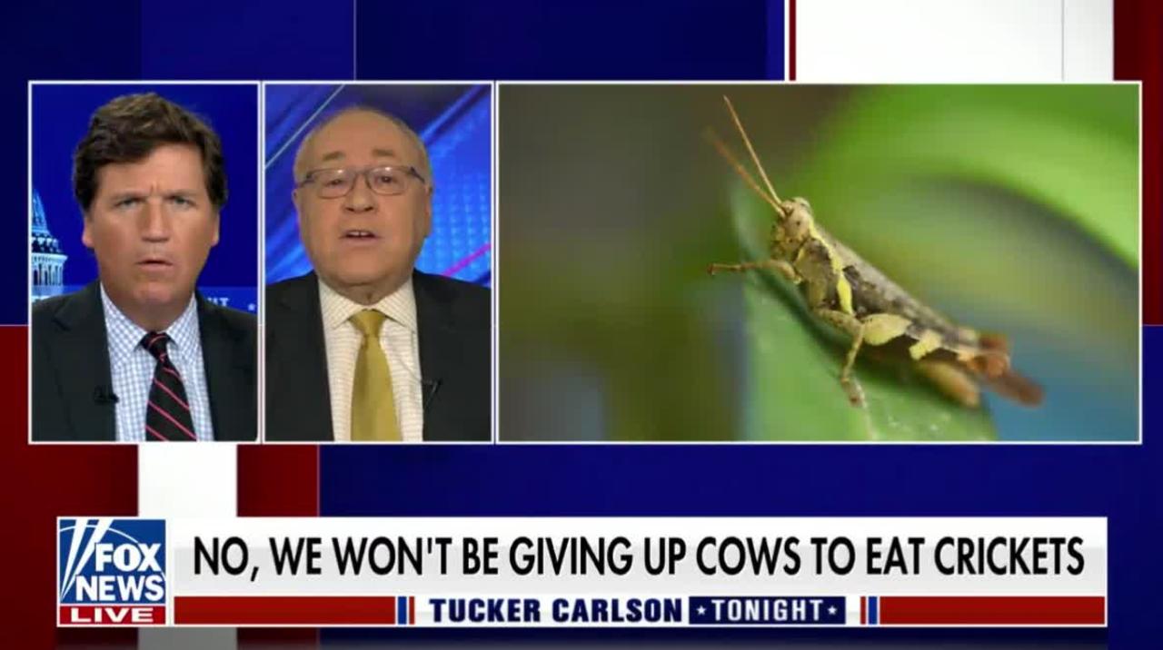 Dr. Marc Siegel joins Tucker Carlson to weigh in on crickets making their way into packaged foods