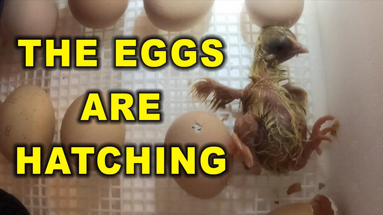 Chicken Eggs Hatching in Our Little Giant One News Page VIDEO