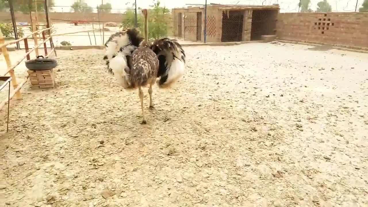 Ostrich ; BIG BIRD BIG BUSINESS