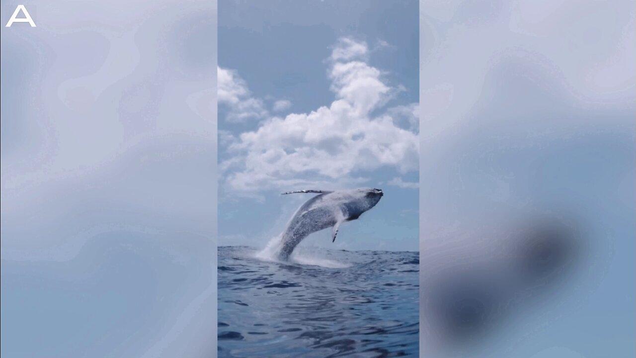 Whale-y Impressive Footage Of The Largest Beast Breaching and Diving