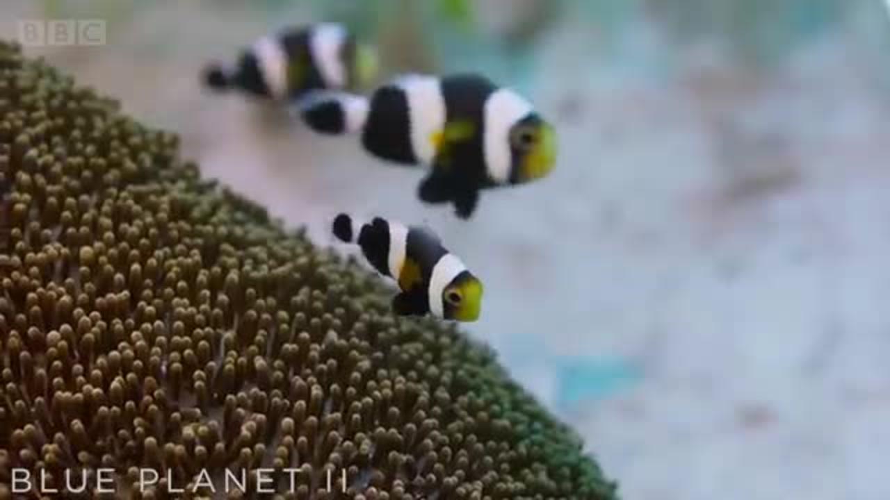 Incredible Teamwork From Little Clownfish | Blue Planet II