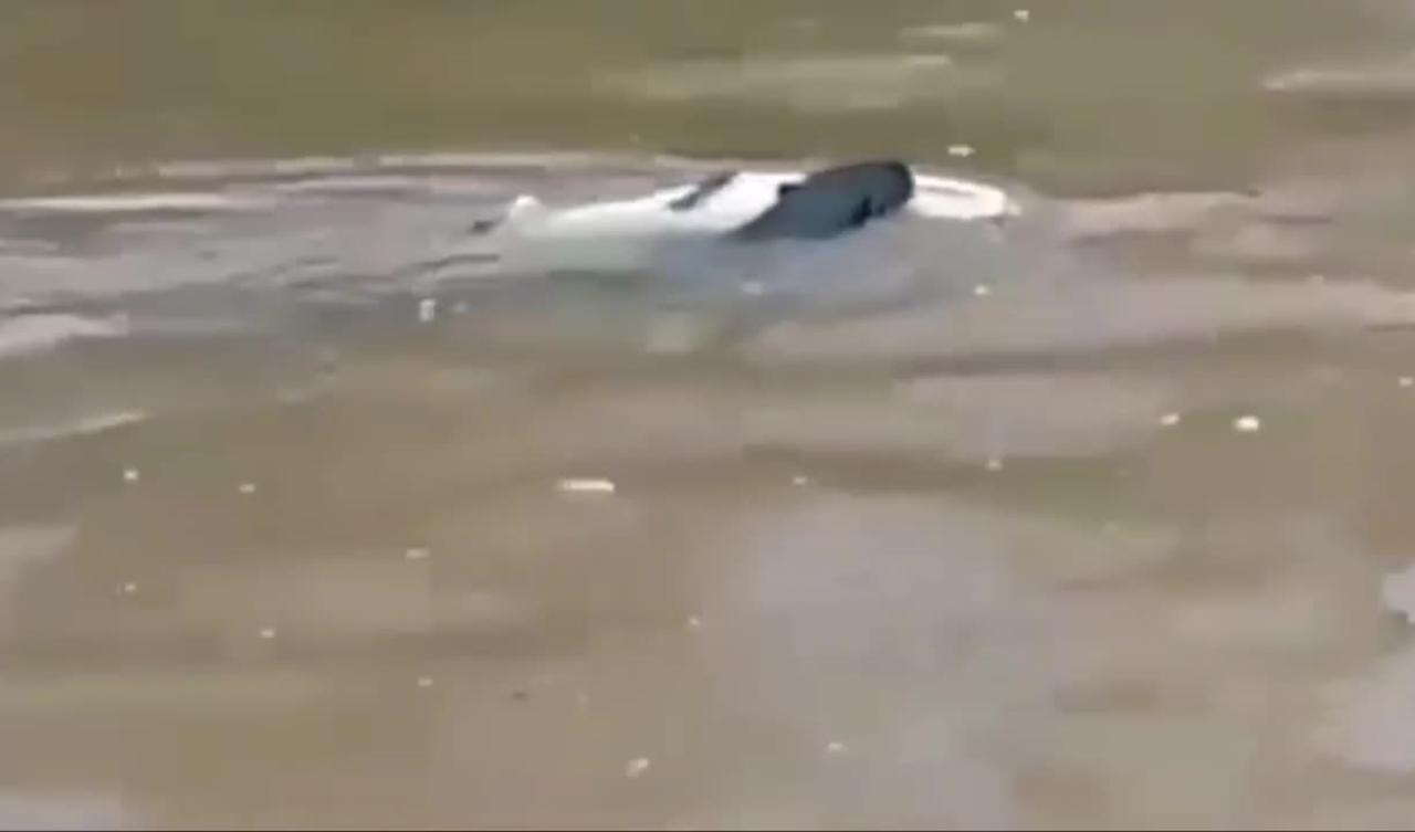 impressive giant otter attacks alligator - One News Page VIDEO