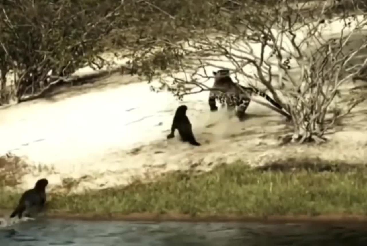 impressive jaguar attacks giant otter - One News Page VIDEO