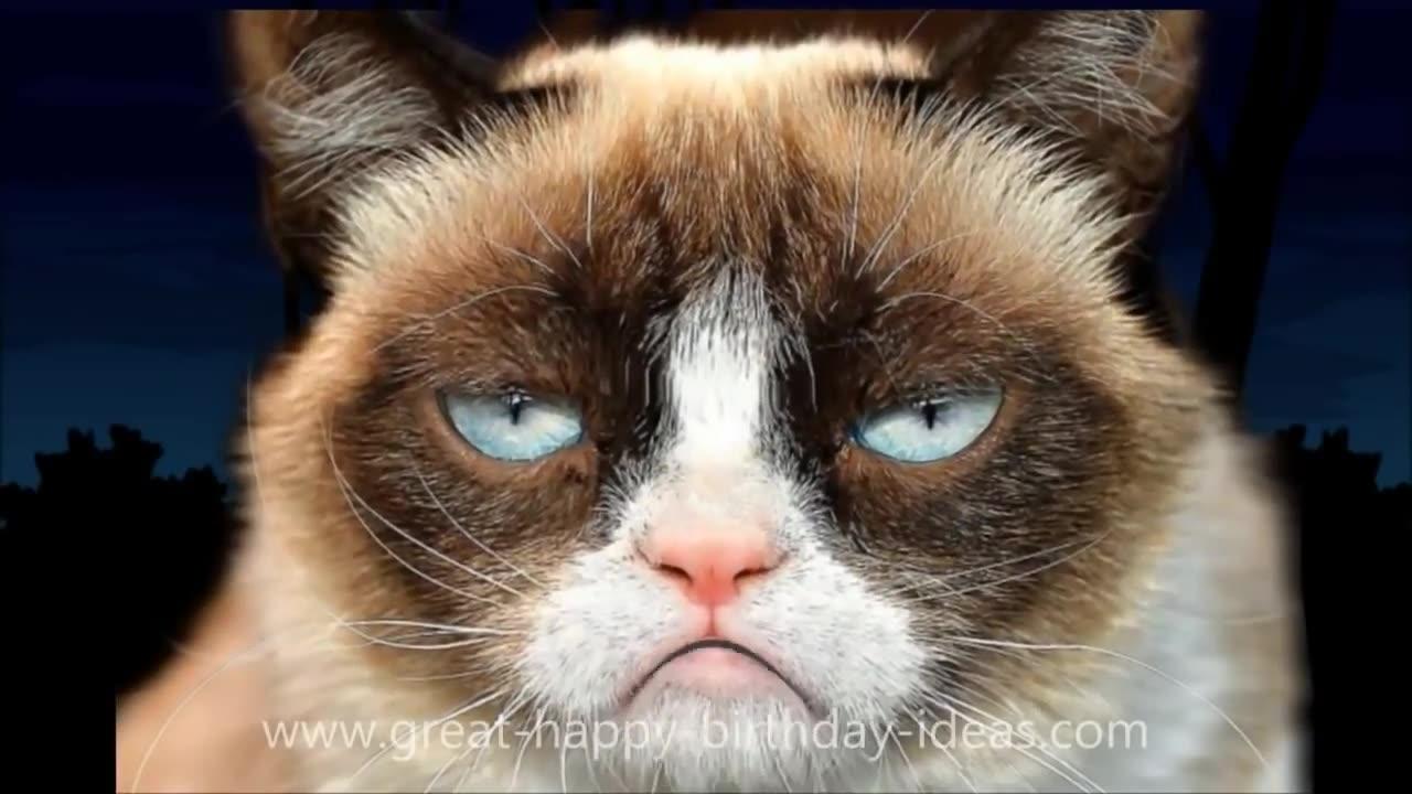 Grumpy Cat's Happy Birthday Song (Too Hilarious)