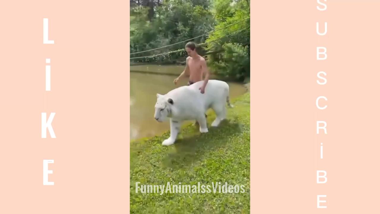 Best Of The Year Funny Animals Videos - 2023