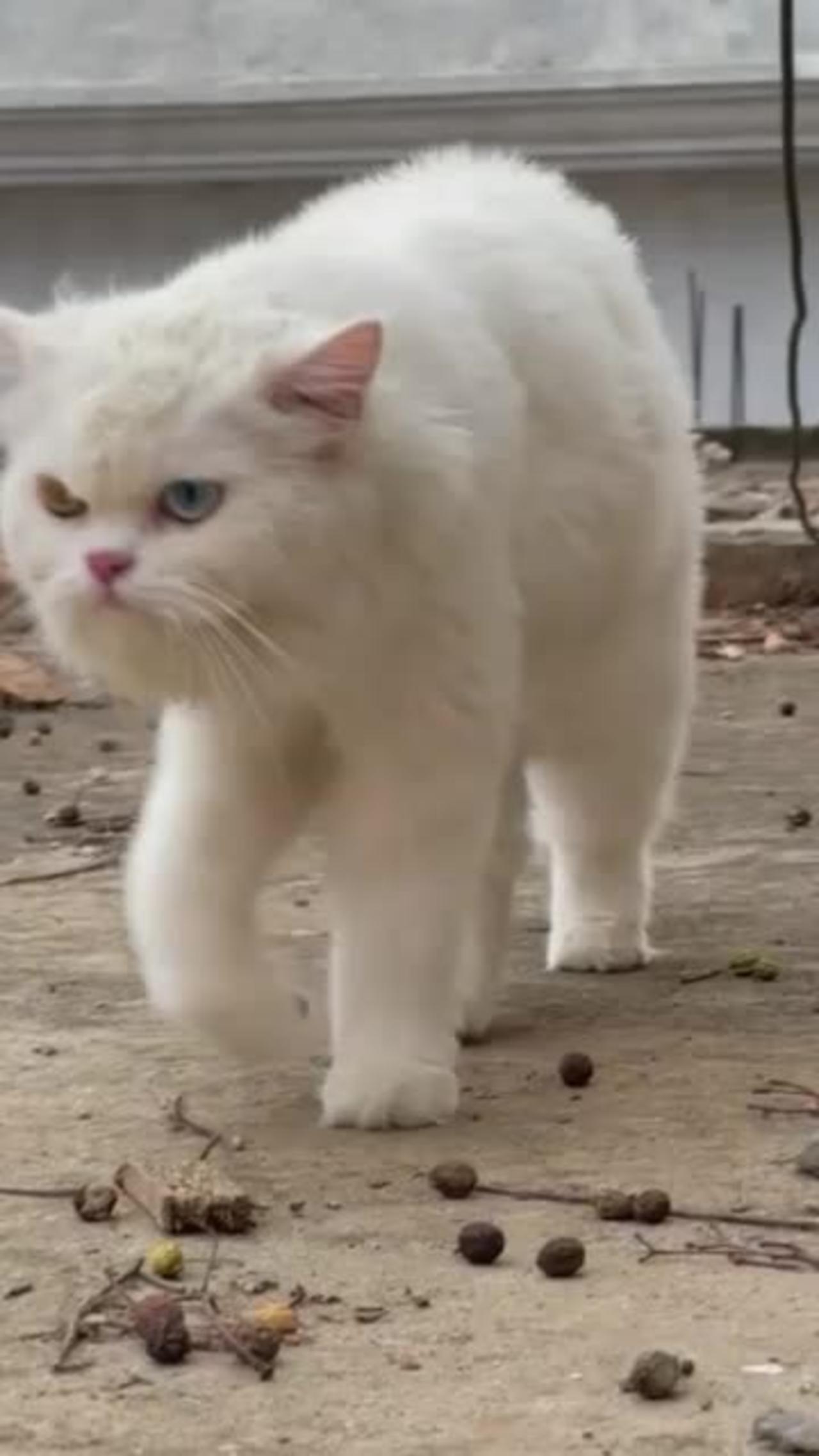 Baby lion slow motion walk