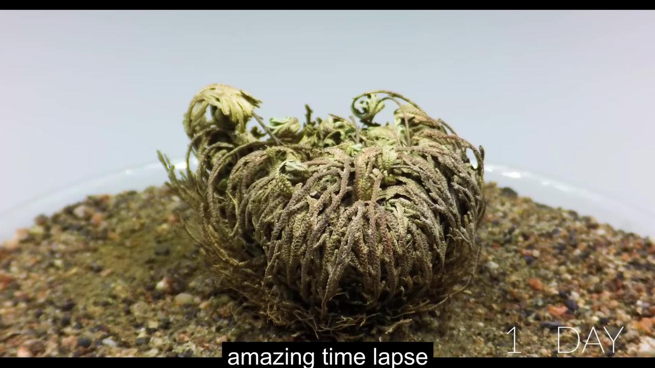 time lapse growing rose of jericho