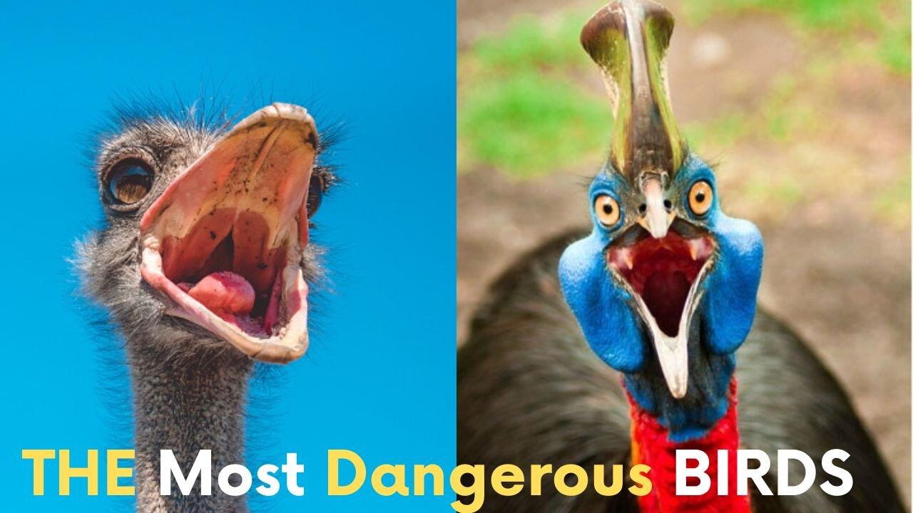 "Giant Birds Face Off: Ostrich vs Cassowary - Who Will Come Out on Top?"
