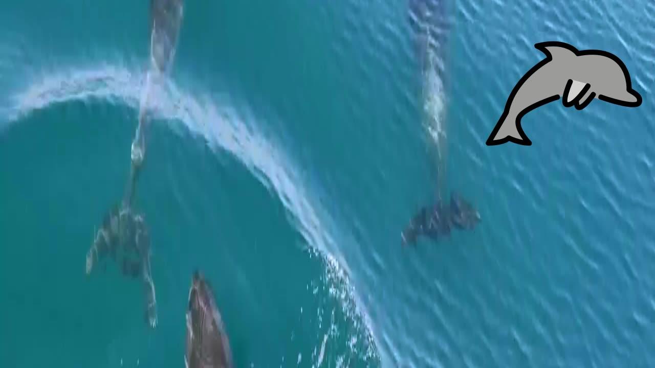 OCEAN ANIMALS Names And Sounds :- Dolphin. - One News Page VIDEO