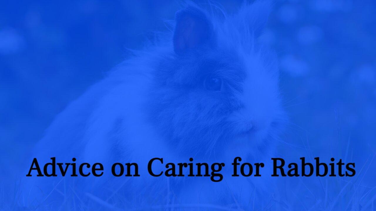 Advice on Caring for Rabbits
