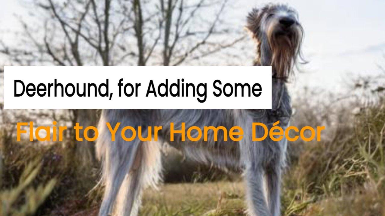 Deerhound for Adding Some Flair to Your Home Décor