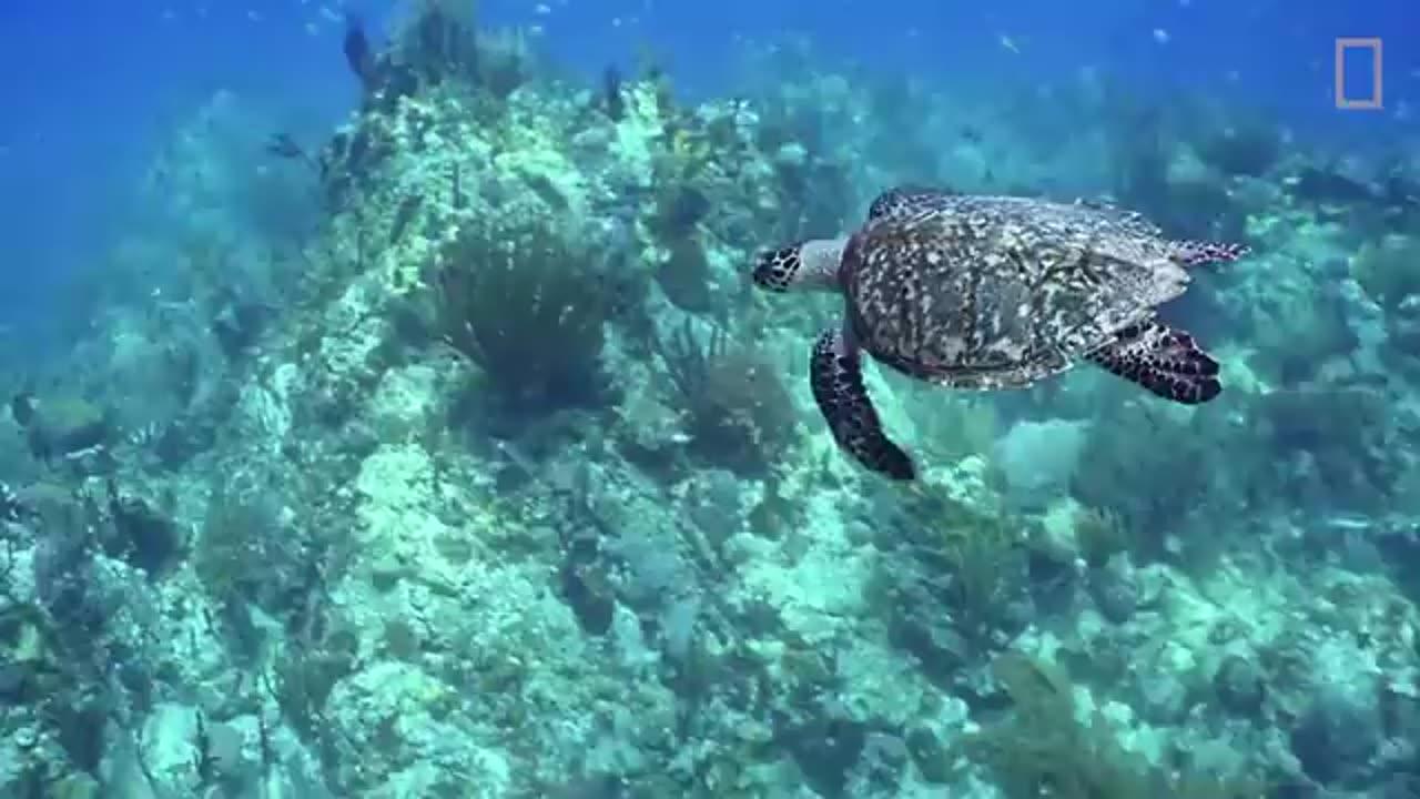 Sea Turtles 101 | National Geographic