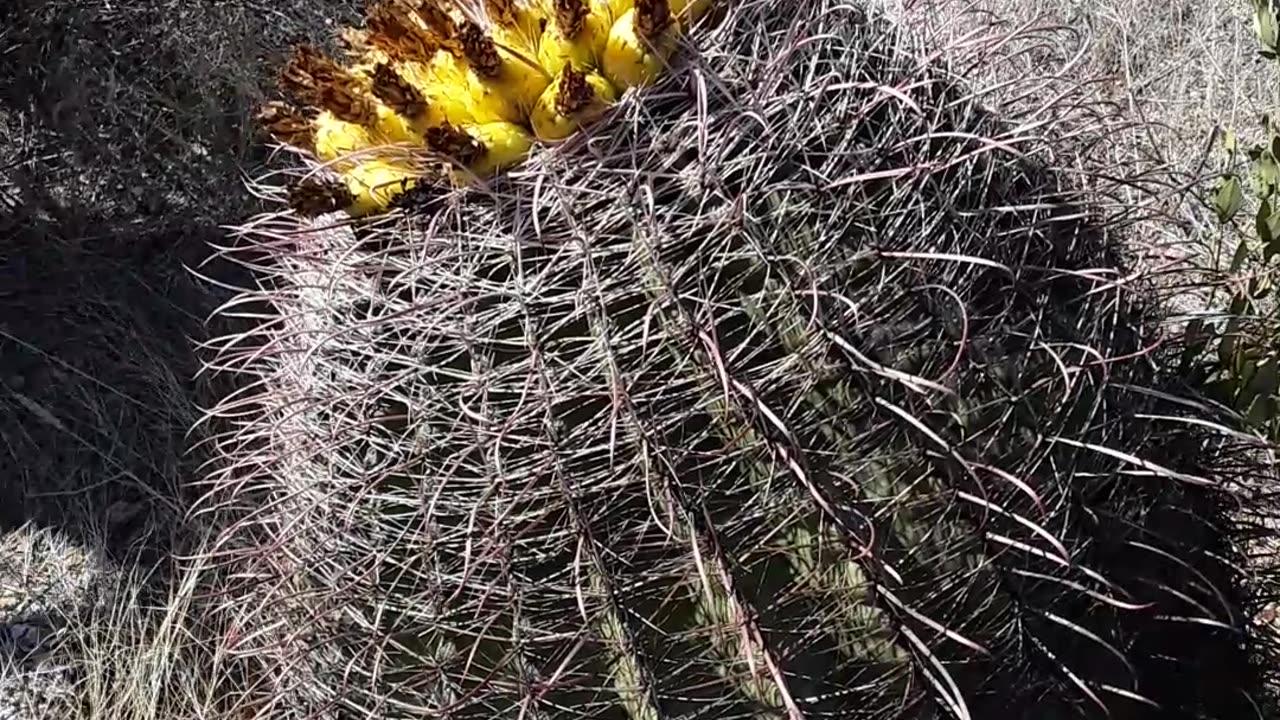 Psalm 104:24 and God's beautiful deserts of Arizona  Feb 4th, 2023 Tucson