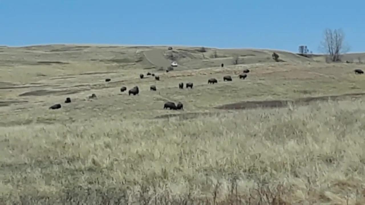 Theodore Roosevelt National Park Bison Sparring